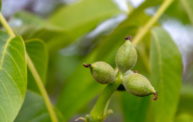 Walnut Branch With Closeup Small Fruits