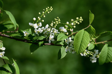Bird cherry - white flowers with green leaves.