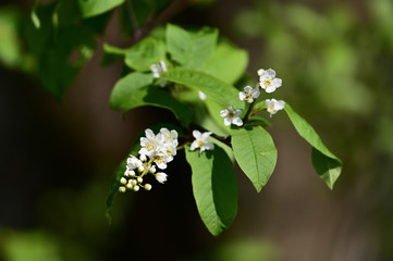 Bird cherry - white flowers with green leaves.