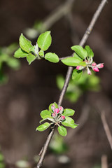 Pink buds blossom apple tree.