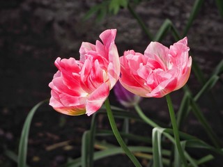 Pink Tulips 