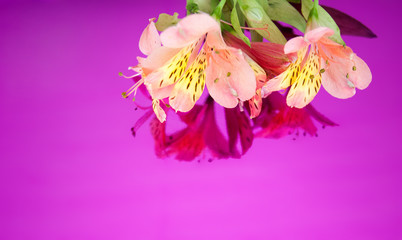 Greeting card with flowers. Banner with alstroemeria flowers on a neon background. Frame for text with flowers of alstroemeria. Flat lay, top view.