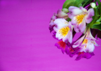 Fototapeta premium Greeting card with flowers. Banner with alstroemeria flowers on a neon background. Frame for text with flowers of alstroemeria. Flat lay, top view. Blur.