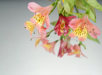 Greeting card with flowers. Banner with alstroemeria flowers on a white mirror background. Frame for text with flowers of alstroemeria. Flat lay, top view.