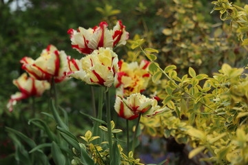parrot Tulip 'Flaming Parrot' Tulipa ×gesneriana Parrot