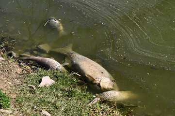 Dead fish on water surface.