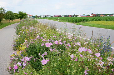 Grünstreifen mit Wildblumen zwischen Straße und Radweg.