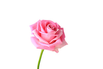 pink rose isolated on white background