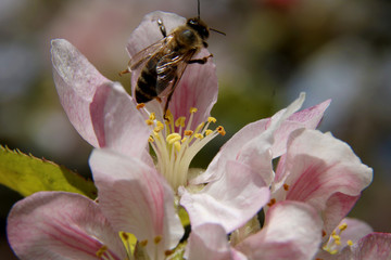 The honey bee gathers nectar from the flower of the Apple tree. Bee collecting pollen