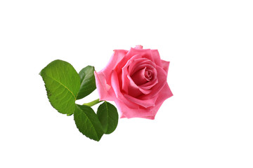 pink rose with leaves isolated on white background