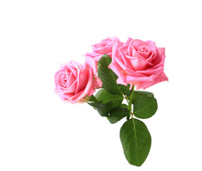 three pink roses with leaves isolated on white background
