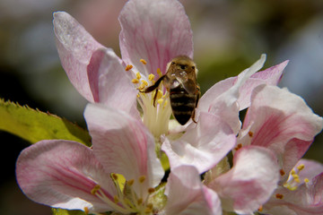 The honey bee gathers nectar from the flower of the Apple tree. Bee collecting pollen