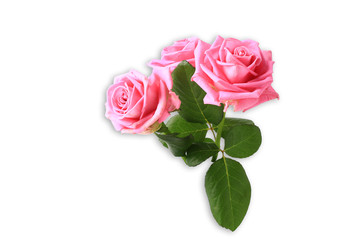 three pink roses with leaves isolated on white background