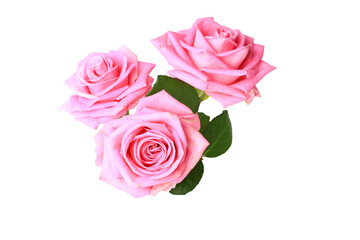 three pink roses with leaves isolated on white background