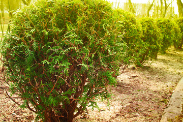 plants of thuja in spring sunny day, garden and park design with green trees