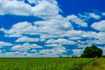Fototapeta premium Field of the young green sunflowers on summer