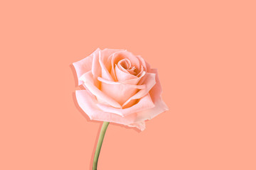 delicate pink roses isolated on pink background