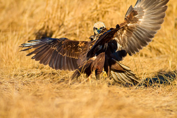 Flying bird. Bird of prey. Bird: Western Marsh Harrier. Circus aeruginosus. Nature background.