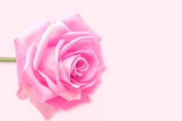 Fototapeta na wymiar delicate pink roses isolated on pink background