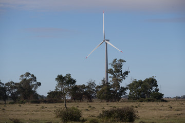 wind turbines in field