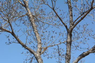First leaf buds on bare winter trees signaling arrival of spring
