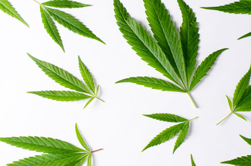 Cannabis Leaves on white background. Top view