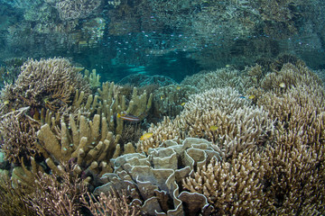 Naklejka na ściany i meble shallow hard coral reef in raja ampat Indonesia