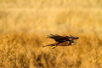 Flying bird. Bird of prey. Bird: Western Marsh Harrier. Circus aeruginosus. Nature background.