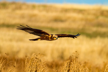 Flying bird. Bird of prey. Bird: Western Marsh Harrier. Circus aeruginosus. Nature background.