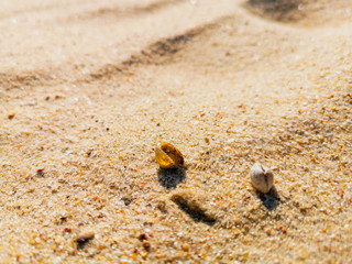 Muschel im Sand