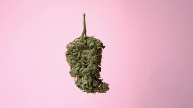 Rotating marijuana bud on a pink background close-up. Fashion concept of cannabis culture.  