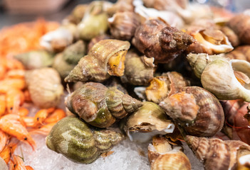 fresh seafood market show Spotted babylon