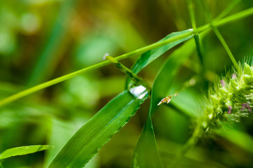 Drops of water on the green grass after rain, macro