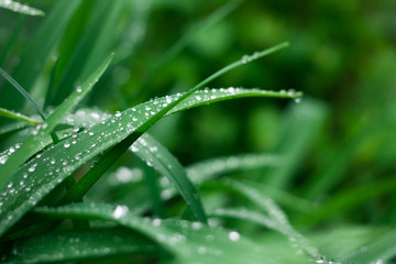 Fresh grass background with water drops