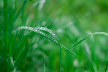 Grass background with water drops. Selective focus.