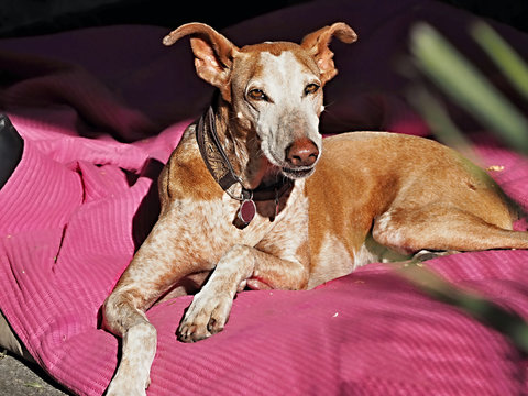 a podenco canario lies on a pin-colored blanket in the sun.