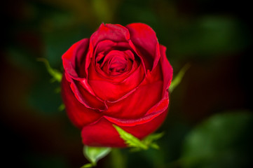 Beautiful Red Rose flower. Nature. close up, selective focus