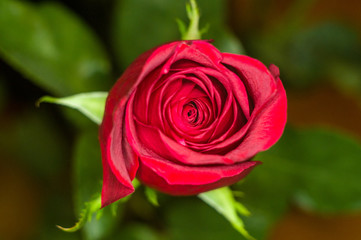 Beautiful Red Rose flower. Nature. close up, selective focus