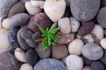 Fototapeta na wymiar Varied pebbles with little green succulent top view