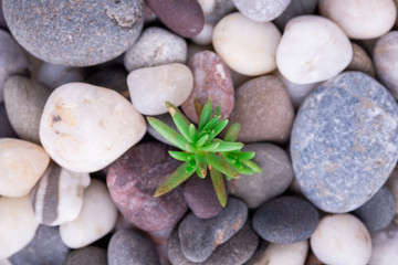 Obraz na płótnie Canvas Varied pebbles with little green succulent top view