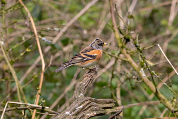 Brambling