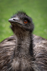 Retrato de un emu