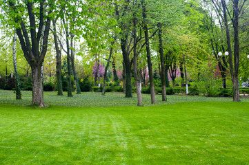 Fototapeta na wymiar spring city Park - blooming flower and trees, bright green grass