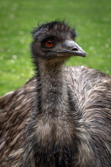 Retrato de un emu