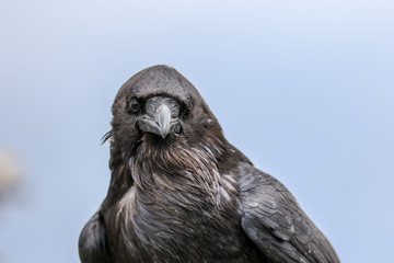 Raven headshot