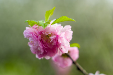 Background blooming beautiful white cherries in raindrops on a sunny day in early spring close up, soft focus