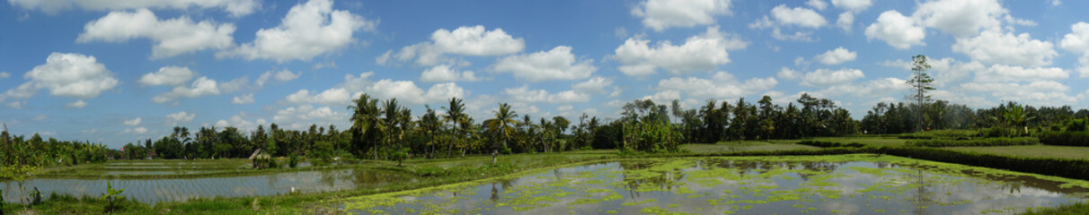 Fototapeta na wymiar Rice fields in Ubud, Bali Island, Indonesia