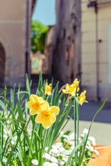 Beautiful flowering daffodil, blurred city on the background