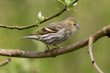Siskin