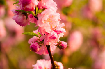Fototapeta premium Background blooming beautiful white cherries in raindrops on a sunny day in early spring close up, soft focus